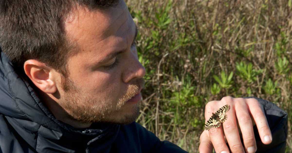 Ostuni, l'allevatore di farfalle: �Le curo e poi le libero, per salvarle�